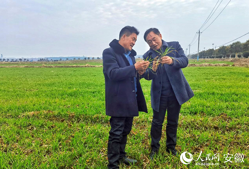 徐德明（右）在田間地頭給種植大戶介紹農作物情況。人民網 周坤攝