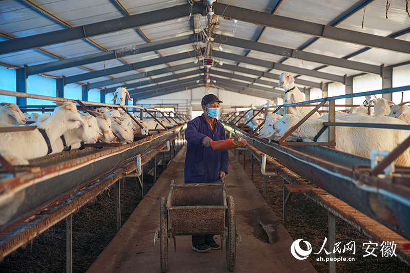 工作人员正在喂羊。人民网 陈若天摄