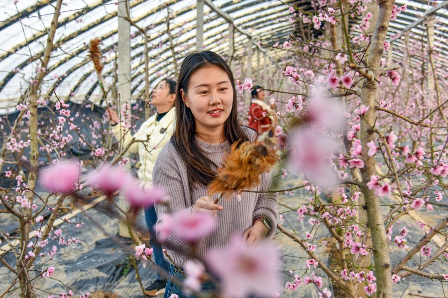 油桃大棚里，果农们忙着给桃花授粉。崔猛摄