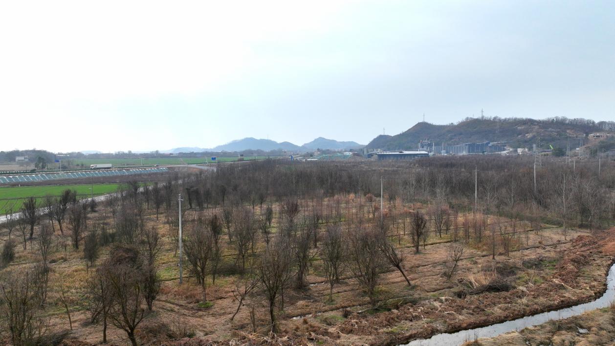 香山村“非粮化”整治前的苗木基地。东至县委宣传部供图