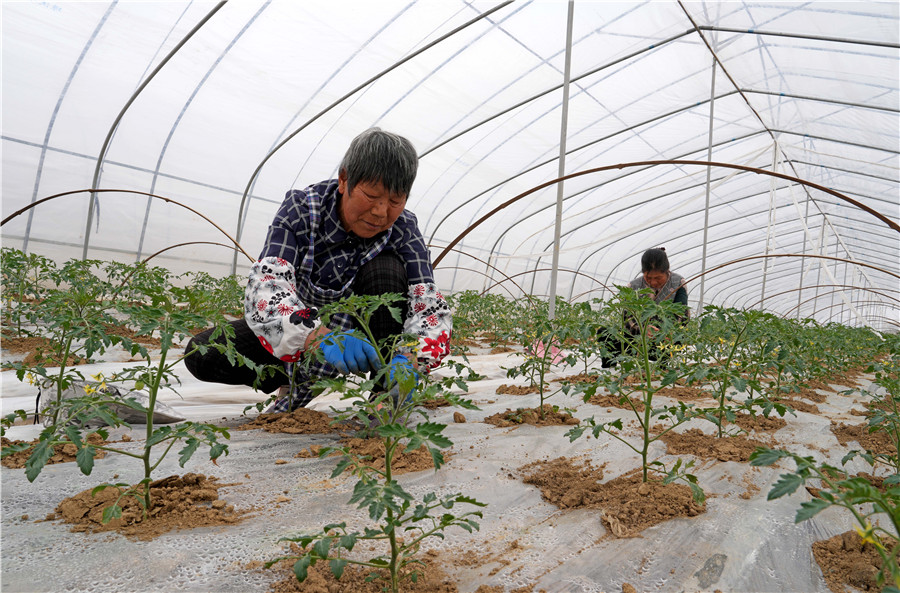 安徽省全椒縣武崗鎮太平農作物幼苗培育合作社的農民在溫棚內為番茄整枝。沈果攝