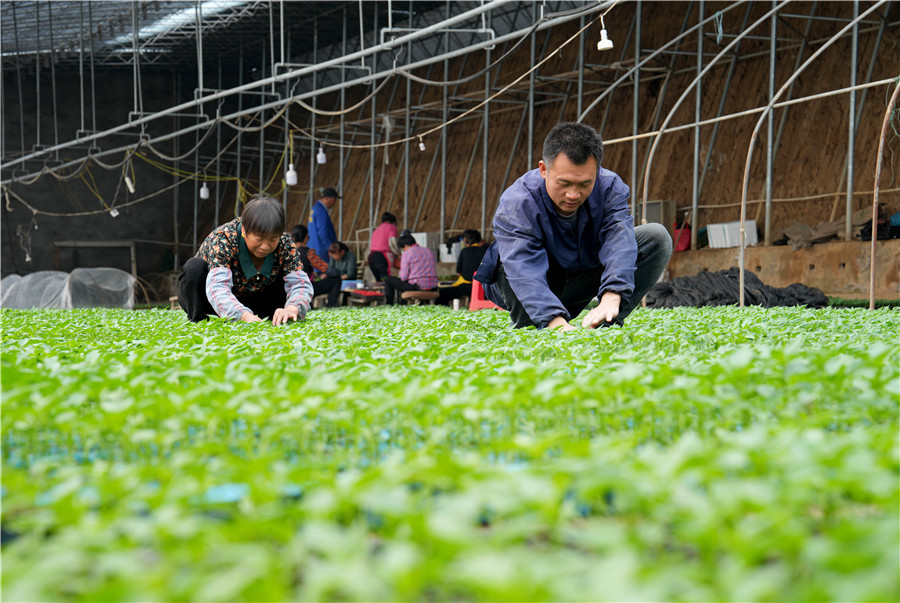 安徽省全椒縣武崗鎮太平農作物幼苗培育合作社的農民在育苗溫棚內為幼苗除草。沈果攝