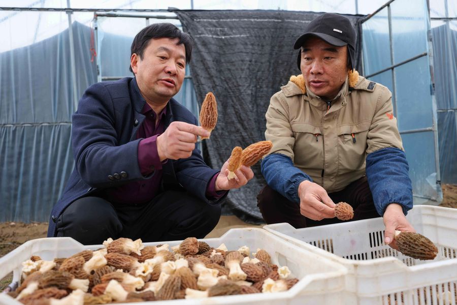 乳白色的菌柄撐起蜂窩狀的菌蓋,好似一把把“小傘”。張俊攝