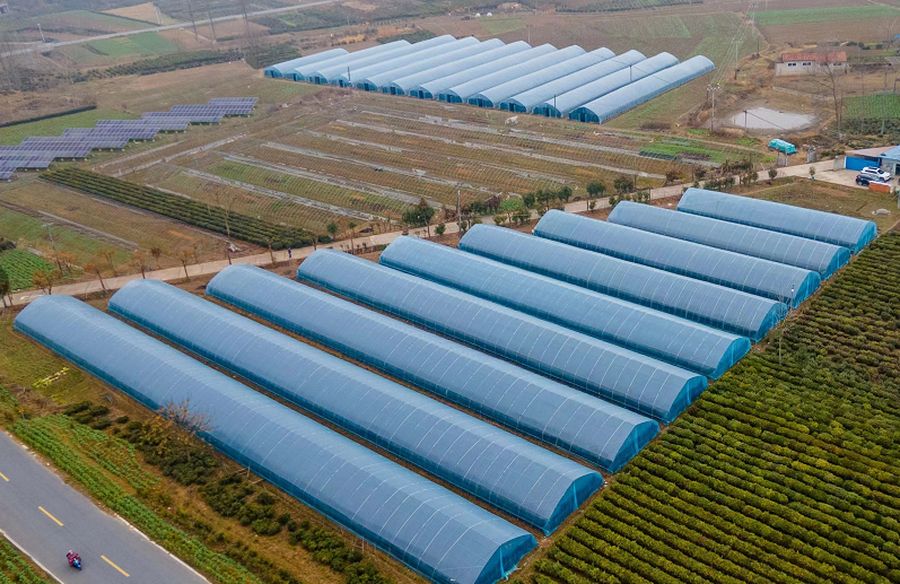 位於安徽省六安市裕安區西河口鄉的食用菌種植基地。張軍攝