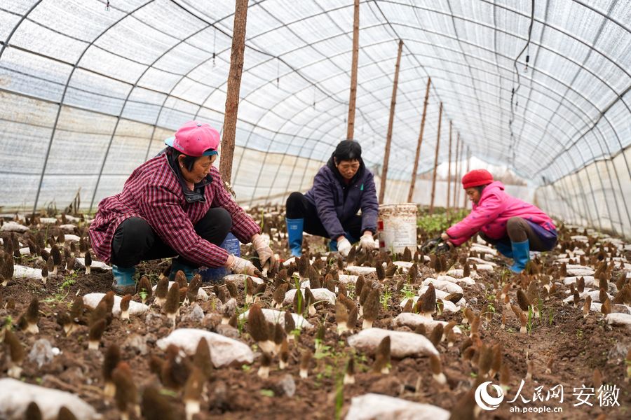 東至縣勝利鎮吉陽村羊肚菌種植大棚裡村民們正在採摘。人民網 王銳攝