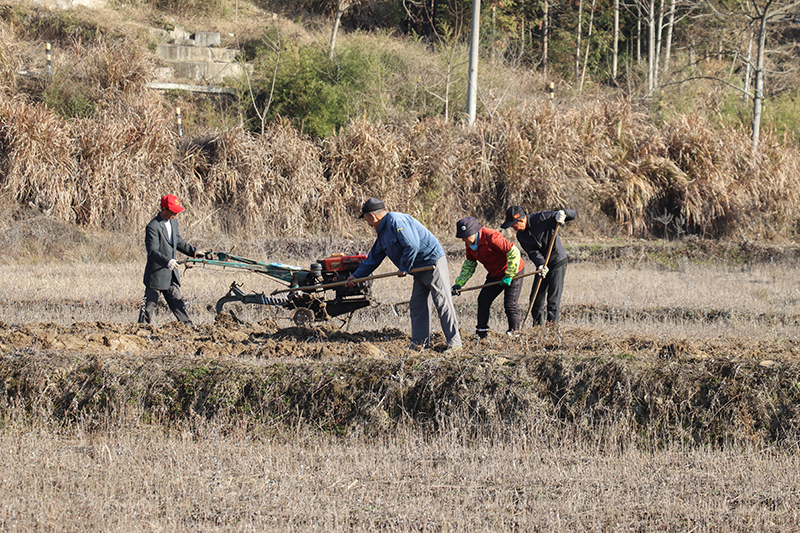 村民们正在为艾草产业基地翻耕土地。董红艳摄