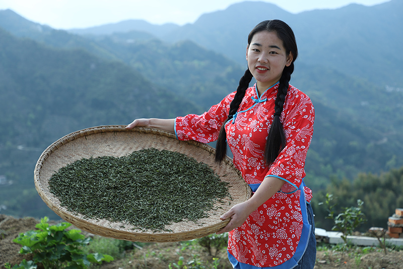 张志菊晒茶。采访对象供图