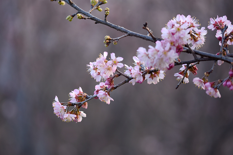 櫻桃樹枝頭的美麗。陶俊攝