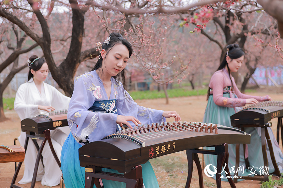 几位女孩在杏花林中弹琴。人民网 王晓飞摄