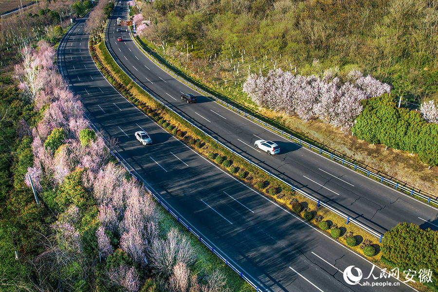 環巢湖大道中廟段，道路兩側櫻花盛開。人民網記者 苗子健攝