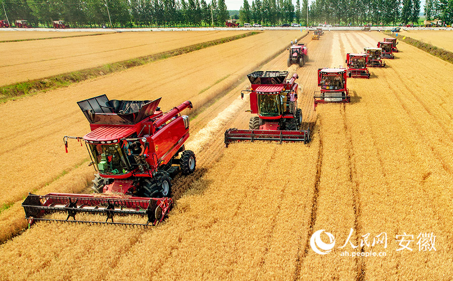 安徽蒙洼蓄洪区内小麦开始收割。人民网记者 苗子健摄