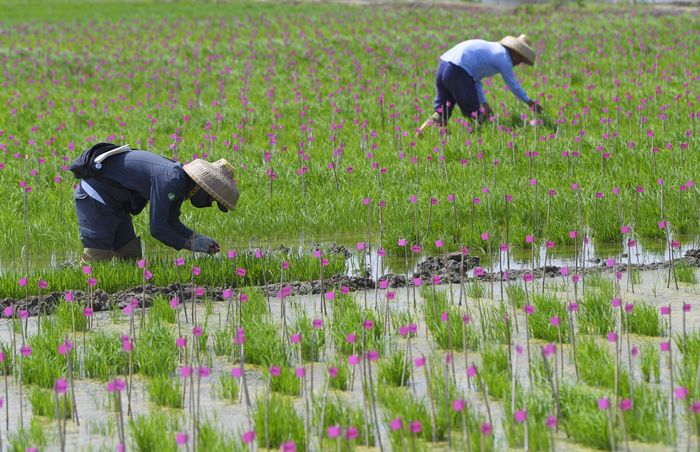 丰乐种业科研人员正在田里检查水稻实验品种的生长情况。 丰乐种业供图