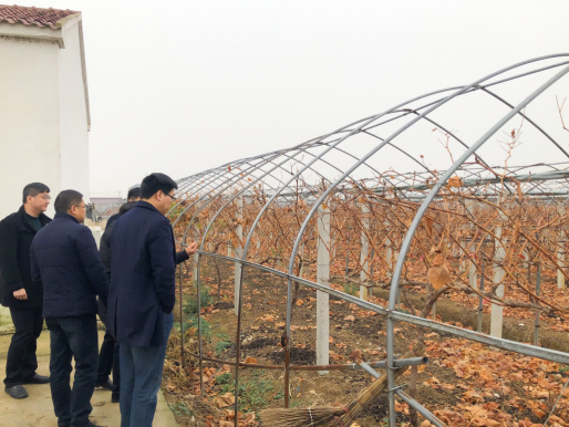 滁州定远工行客户经理走访了解葡萄园生长情况
