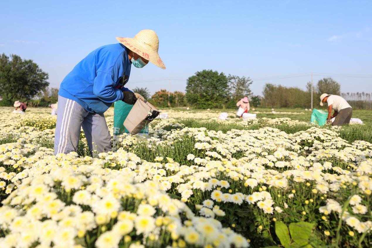 发展花卉产业,推动乡村振兴。相山区委宣传部供图