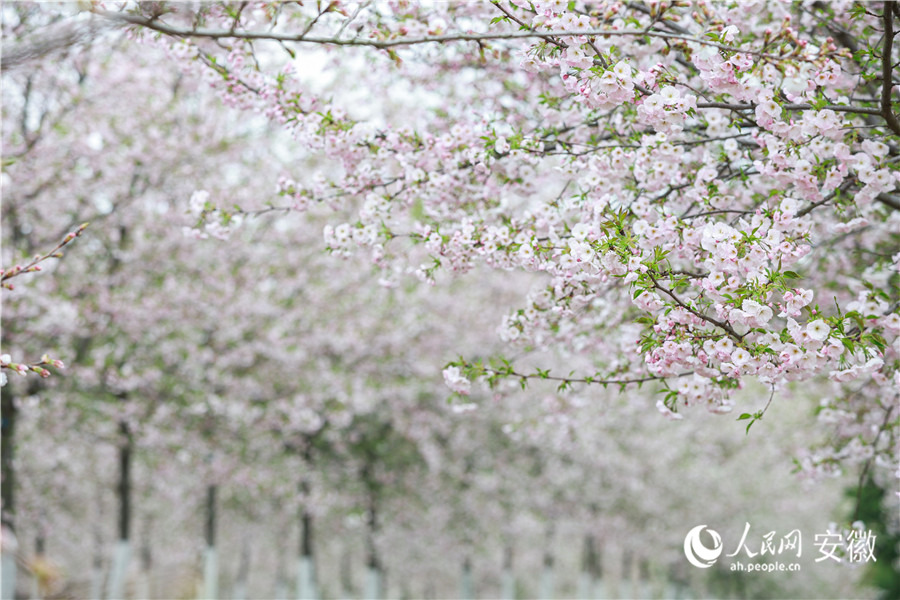 芜湖湾沚，各色樱花次第开放。人民网 张俊摄