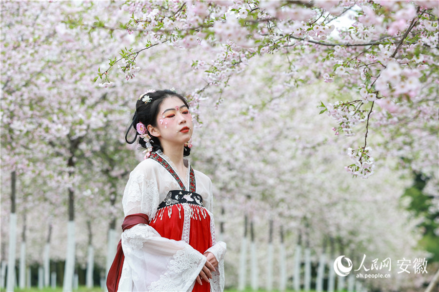 芜湖湾沚，身着汉服的游客踏入樱花林中感受浓浓春意。人民网 张俊摄