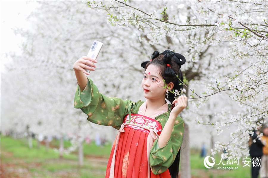 芜湖湾沚，身着汉服的游客在樱花树下打卡留念。人民网 张俊摄