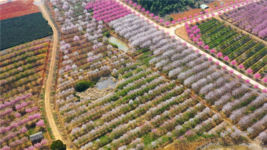 俯瞰蕪湖灣沚櫻花園。周茂林攝