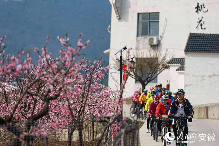 大青山桃花节吸引了众多游客来桃花村打卡。人民网 张俊摄
