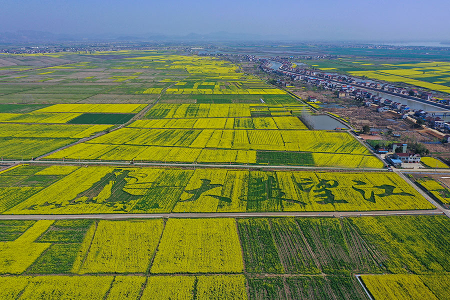 近日，安徽省望江縣50萬畝油菜花海盛開，成為了春季旅游的一道美麗風景線。陳立鬆、沈凡攝