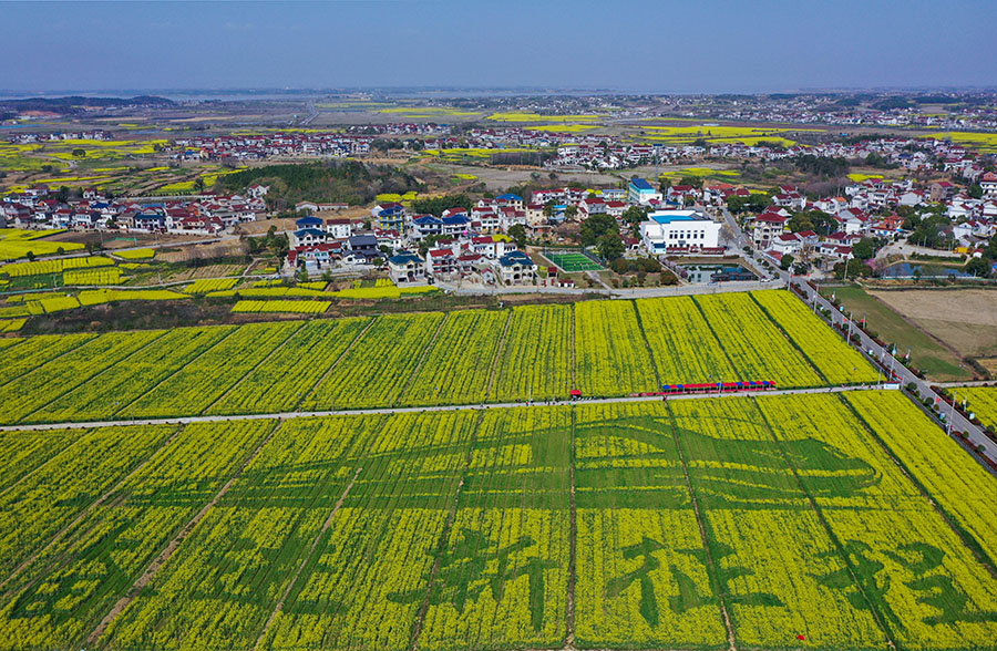 近日，安徽省望江县50万亩油菜花海盛开，成为了春季旅游的一道美丽风景线。陈立松、沈凡摄