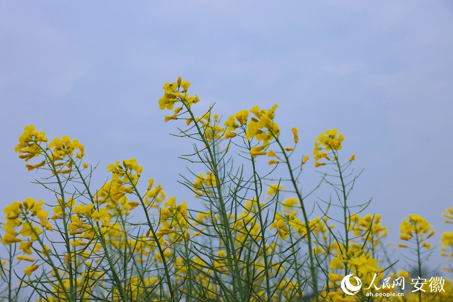 菜花随风轻摆。人民网 王晓飞摄