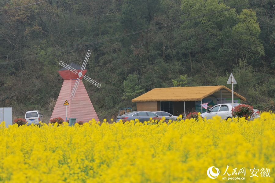 油菜花海中的风车。人民网 王晓飞摄