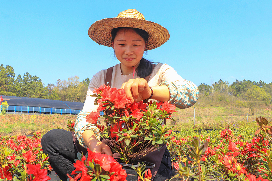 杜鹃花争相吐蕊，色彩斑斓。