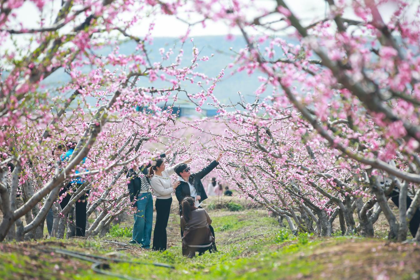 桃花园游玩游客。卢志永摄