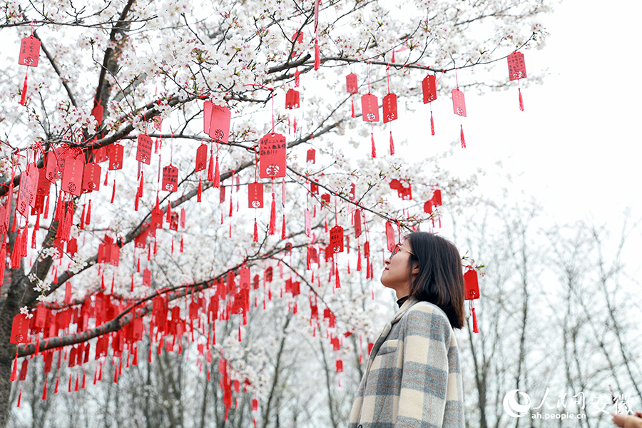 盛开的樱花树下挂满了游客的美好期盼。人民网 张俊摄