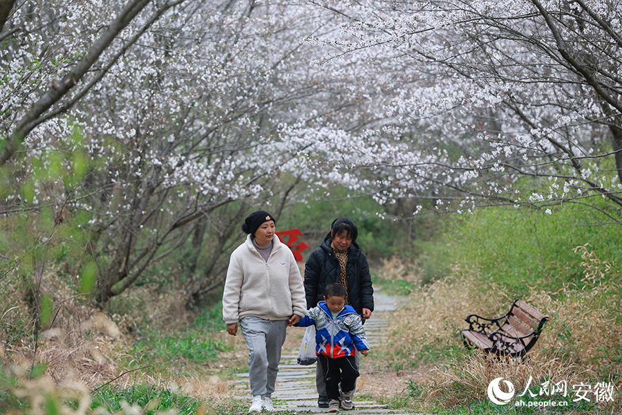 游客漫步樱花林，花木横斜，浸透春光。人民网 张俊摄