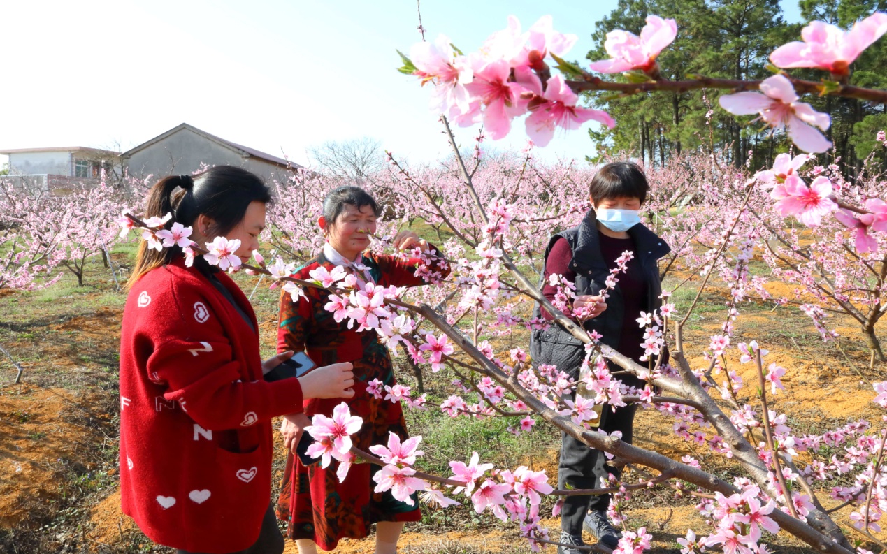 鲜花盛开。庐江县委宣传部供图