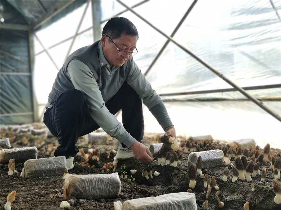 新鲜羊肚菌采摘现场。