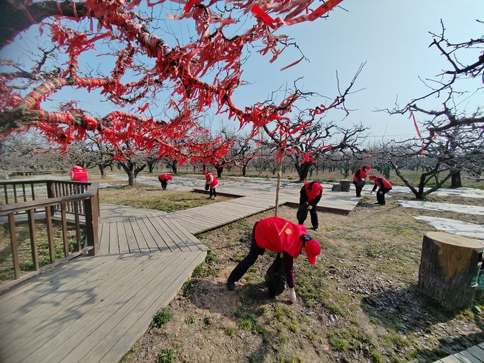 砀山县第28界国际梨花节到来之际，砀山站组织青年团员志愿者赶赴梨树王风景区进行卫生保洁工作，为即将到来的梨花节尽一份绵薄之力。 (3).jpg