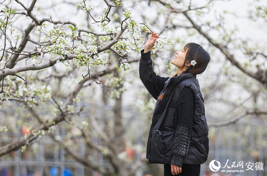 绽放的梨花让游客流连忘返。人民网 张俊摄