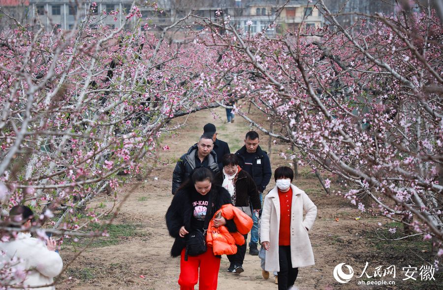 在五马镇万亩桃园里，游人踏青赏花，尽情享受桃花盛宴。人民网 陶涛摄