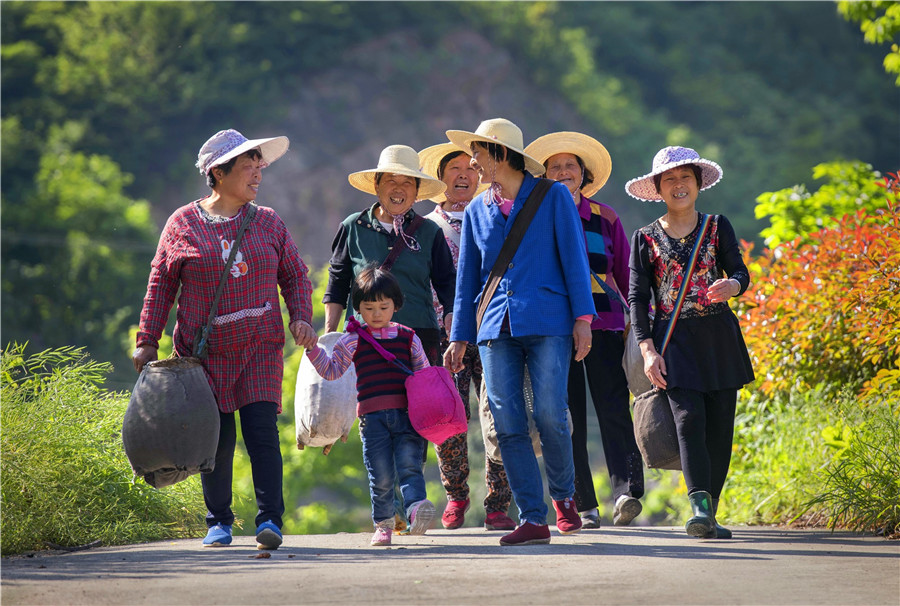 茶农相约采茶。舒城县委宣传部供图