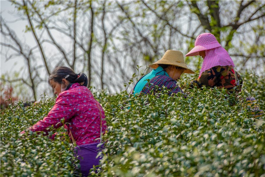 茶农在摘茶。舒城县委宣传部供图