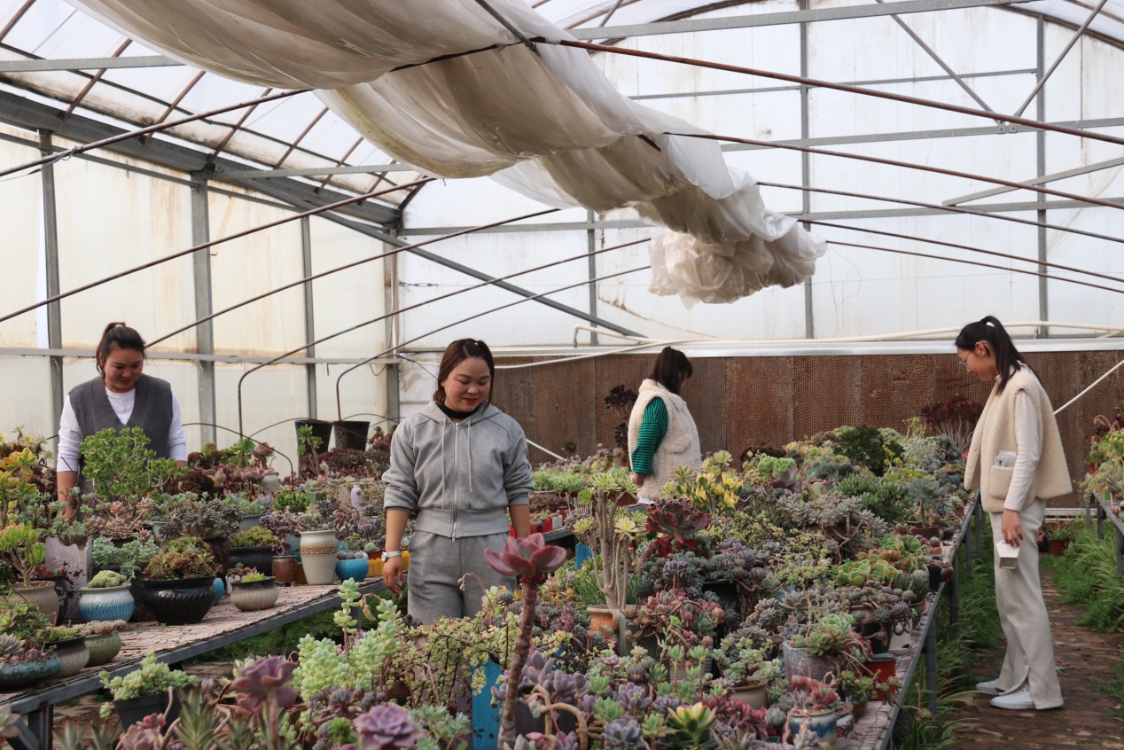 多肉植物花园。亳州谯城区古井镇供图