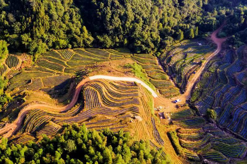 “千丘田”茶園。東至縣委宣傳部供圖