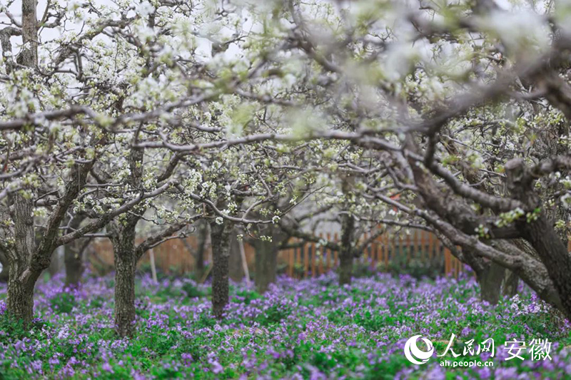 雪白的梨花与紫色的二月兰相映成趣。人民网 张俊摄