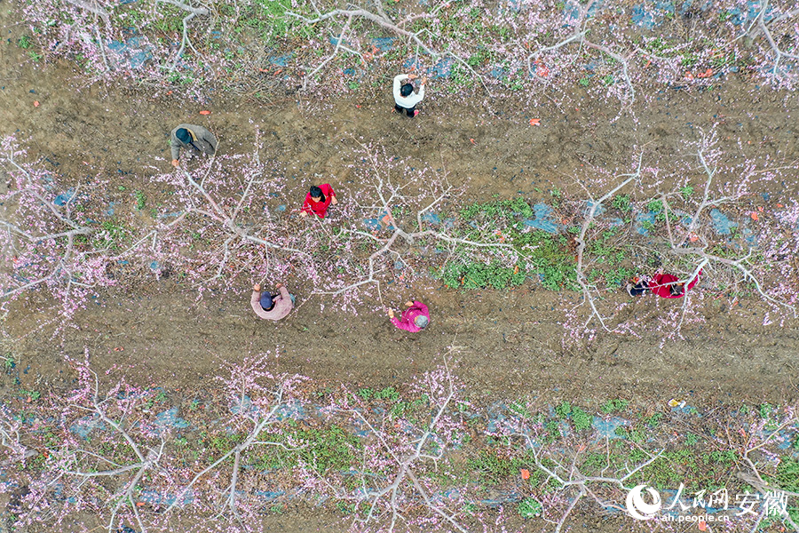 俯瞰利辛县辰旭种植专业合作社内的桃花园。人民网 陈若天摄