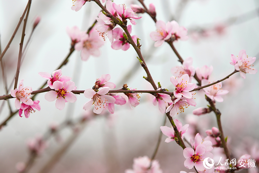 利辛縣辰旭種植專業合作社內的桃花園桃花盛開。人民網 陳若天攝