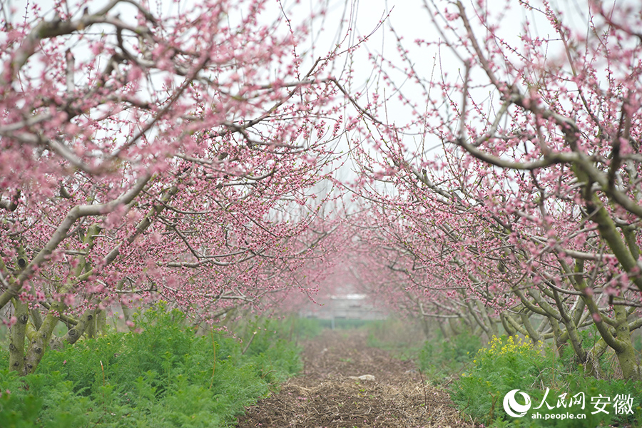 利辛县辰旭种植专业合作社内的桃花园桃花盛开。人民网 陈若天摄