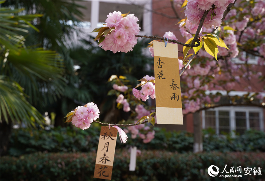 学生将自己写的书法标签挂在了樱花枝头。人民网 王锐摄