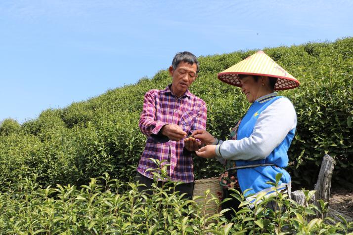 談立武指導採茶