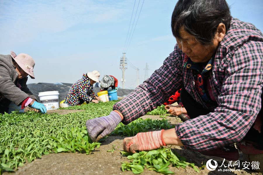 村民一起栽种甜叶菊,通过种植甜叶菊走上致富路。人民网 周坤摄