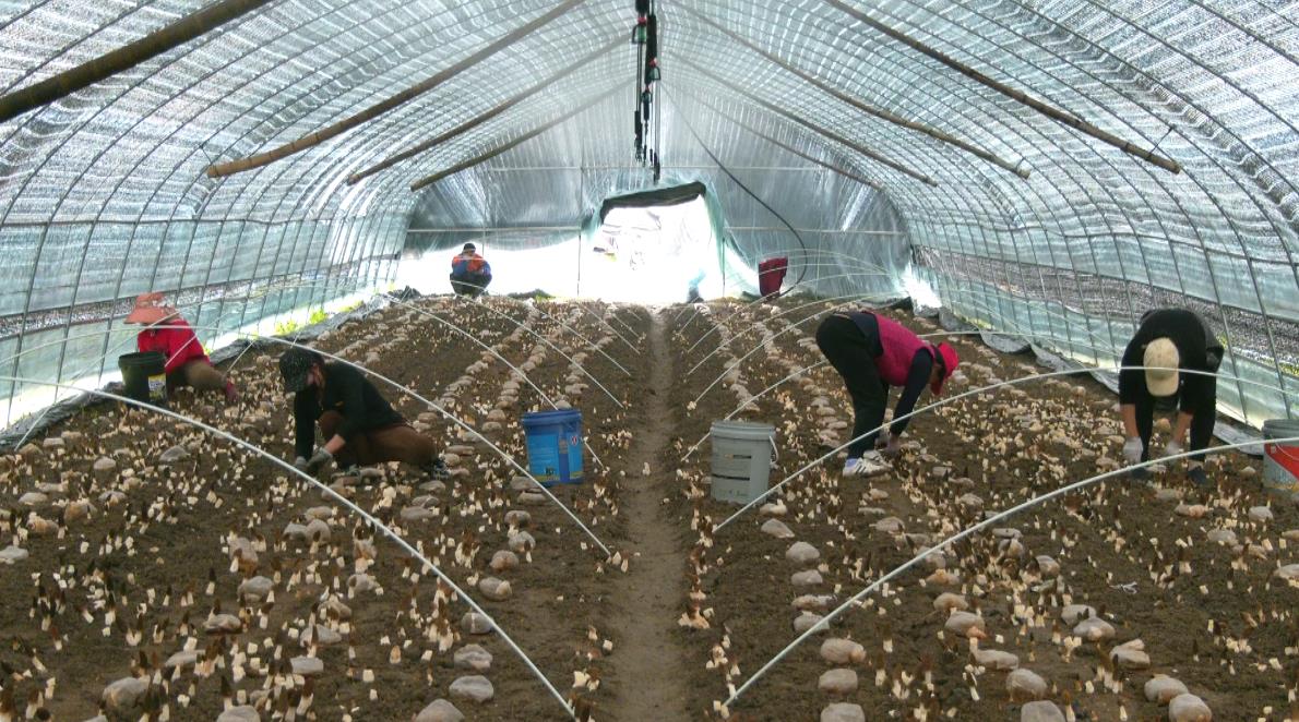 菌农们正忙着采摘新鲜的羊肚菌。杨露露供图