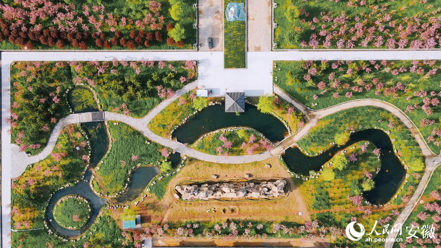 俯瞰公園內櫻花盛放。人民網 王曉飛攝