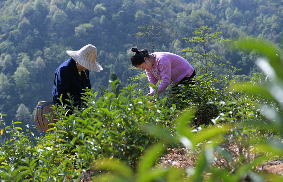 高山绿茶手工采摘。方树华摄